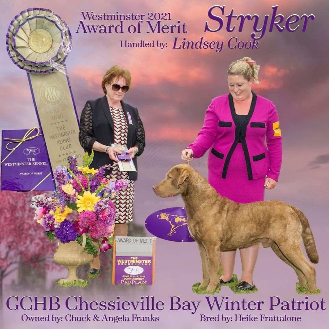 Stryker Receives Award of Merit at Westminster 2021 - Chesapeake Bay